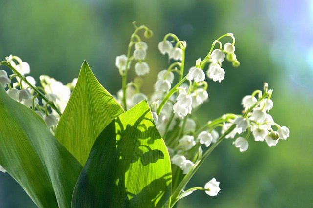 花がもたらす4つのメリットと花びらの色が持つ効果 花のある暮らしに ゆるゆたブログ